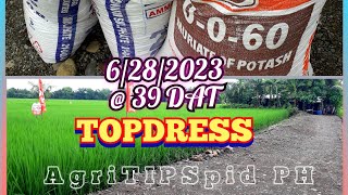 Part1 TOPDRESSING  39 DAT Before PI Panicle Initiation 10 kilos per 1K Sqm or 2bags Inorganic Fert [upl. by Drawe]