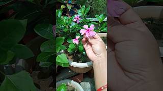 Tips for heavy foliage in vinca sadabahar plant अपने सदाबहार के पौधे को घना कैसे बनाएं garden [upl. by Moises]