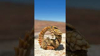 🦎 Armadillo Girdled Lizard Ouroborus cataphractus  Observed in Description [upl. by Alahsal441]