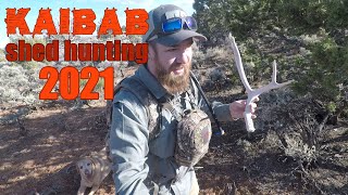 Shed Hunting 2021 Kaibab AZ [upl. by Zebaj]