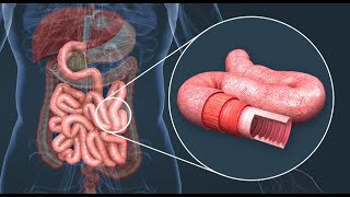 Comprendre L absorption intestinale  SVT [upl. by Booker914]