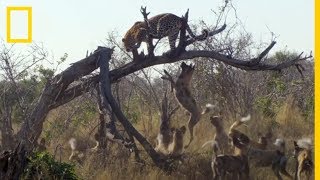 Enemigos ETERNOS Licaones acorralan a un LEOPARDO  National Geographic en Español [upl. by Tri]