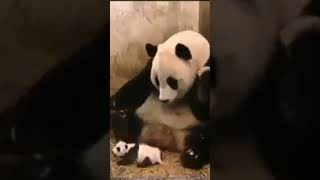 Sneezing Baby Panda🐼  shortvideo shorts PandaChannel [upl. by Llerrehs]