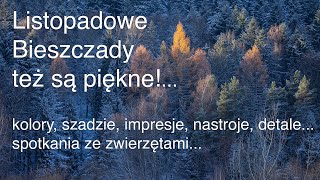 Listopadowe Bieszczady też są piękne Jelenie lis Zima jesienią Z życia fotografów przyrody [upl. by Materse]