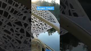 Vertical Jigging Brown Trout Off The Kayak fishing troutfishing [upl. by Mini23]