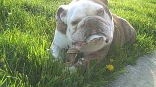 Gary the Bulldog  slobbering and chewing on bone [upl. by Kirtley205]