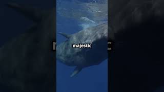 Whale Wisdom  A Deep Dive into the Unknown VIRAL 2024 explore historyshorts ai travel [upl. by Hak28]