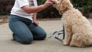 Olympic Labradoodles Puppy Training Program [upl. by Samson]