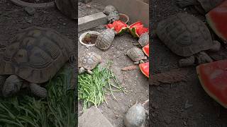 Tortoises eating [upl. by Timus640]