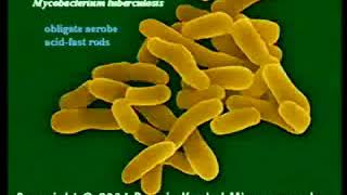 224 Mycobacteria Corynebacteria and Legionella  Medical Microbiology [upl. by Noivad]