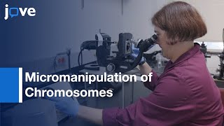 Micromanipulation of Chromosomes in Spermatocytes  Protocol Preview [upl. by Nodnrb]