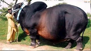 WOW Amazing Biggest Cow in The World  New Agriculture Technologies [upl. by Rudwik94]