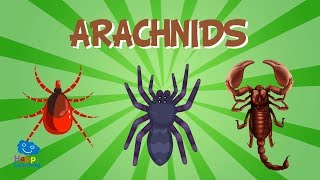 Arachnids  Educational Video for Kids [upl. by Dietrich]