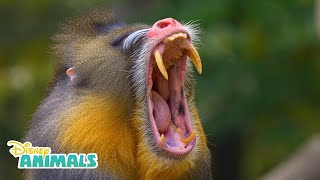 Mandrills  Disney Animals  Disney Junior [upl. by Utter]