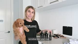 How To Wash A Cavoodle At Home  StepbyStep Home Grooming with mycavoodle Products [upl. by Mathia]