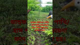 ডাহুক পাখি ধরার ফাদ তৈরীর পদ্ধতি।How to make Gallinule bird trapdahuk pakhir fadজাংগীফাদshort [upl. by Narayan]