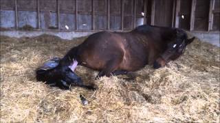 Mare giving birth to all Black stud colt [upl. by Den97]