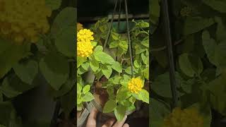 poovin azhagu  prabhu floral nursery kuniyamuthur 8903310820 [upl. by Adigun]