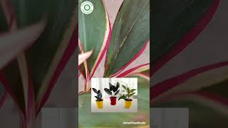 Dracaena Plant care How to grow dracaena dracaena marginata Plant dracena indoorplants [upl. by Aden]