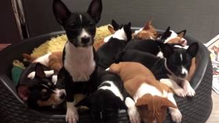 14 basenji puppies at Kingwanas Basenjis [upl. by Ellenwad708]