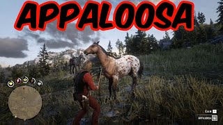 Wild Appaloosa location RDR2 [upl. by Dode182]