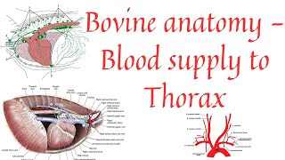 Blood supply to thorax  Aorta  Brachiocephalic trunk  Common carotid artery [upl. by Ebenezer]