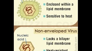 Difference Between Enveloped and Non enveloped Viruses [upl. by Ocihc]