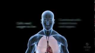 Body Basics What is sleep apnea and how does it affect your body [upl. by Sullivan921]