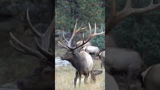 Bull Elk Bugle and Mounts Cow Elk During Mating Season  Elk Rut shorts [upl. by Dickman]