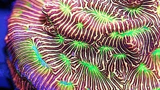 Easy Fragging a Jason Fox Jack o Lantern Leptoseris Coral with Coral Shears [upl. by Aleyam]