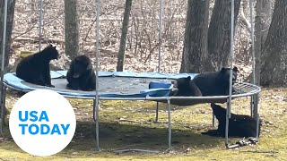 Roof Jumping into Trampoline full of 10 GIANT Teddy Bears [upl. by Orelia]