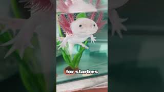 Mexicos Strangest Animal The Axolotl [upl. by Nepil]