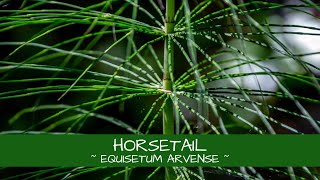 Lets Learn About Horsetail  Equisetum arvense [upl. by Fauch]