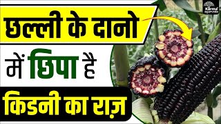 छल्ली के दानो में छिपा है किडनी का राज़  Corn for Kidney  karma ayurveda reviews [upl. by Seema310]