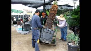 Sago Palm Cycas revoluta at Jurassic Garden  Moving Large ReEstablished Specimen [upl. by Worthington]