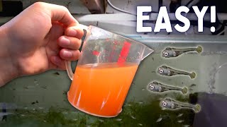 How to Hatch Brine Shrimp Eggs the Easiest Way [upl. by Olag]