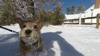 Norfolk Terrier Jaxons First Snow [upl. by Annamarie227]