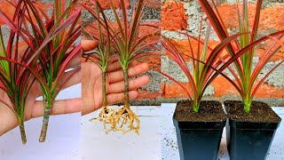 How to grow Dracaena plants from cuttings  dracaena marginata [upl. by Lebasy]