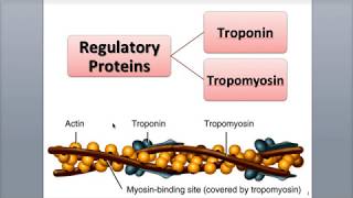 74 Sarcomere Structure and Muscle Proteins [upl. by Jit945]