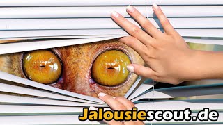 Jalousiescout  Ihr OnlineShop für Plissees Jalousien Rollos Markisen und mehr [upl. by Noxaj]