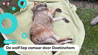 Huh Wolf doet dutje in achtertuin [upl. by Haggai46]