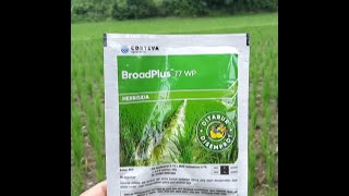 Herbisida Broadplus 77 WP Ally plus 77 WP untuk tanaman padi [upl. by Arym861]