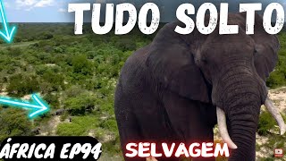 Tem MUITO ANIMAL SELVAGEM SOLTO AQUI Botswana em Moto África EP94 [upl. by Eirrem]