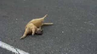 road kill in tha hood [upl. by Airun]