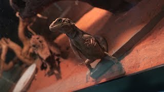 Chuckwalla Feeding [upl. by Schindler371]