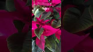 christmas flower poinsettia [upl. by Cornwell777]