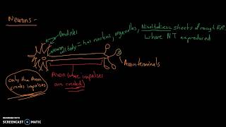 Anatomy amp Physiology Neuron anatomy and Axonal Transport [upl. by Mook]