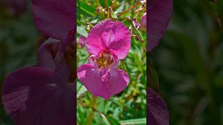 Himalayan Balsam Impatiens glandulifera [upl. by Isabelle]