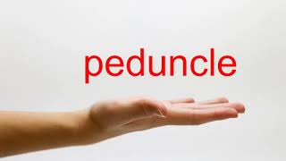 How to Pronounce peduncle  American English [upl. by Joe]