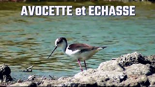 AVOCETTE et ECHASSE BLANCHE [upl. by Akinnor]